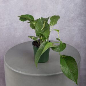 Golden Pothos Green Plant (4 Inches)