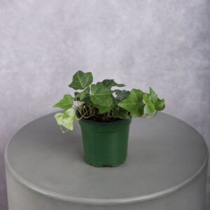 Ivy Green Plant (4 Inches)