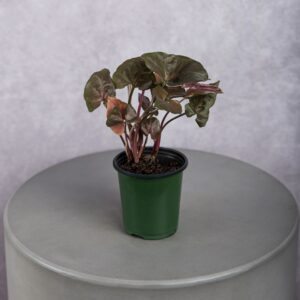 Begonia Rex Dark Red Plant (4 Inches)