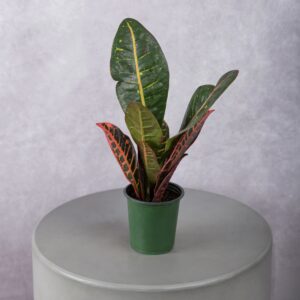 Croton Red Plant (4 Inches)