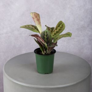 Marantha Red Plant (4 Inches)