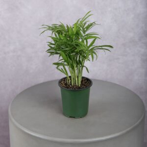 Palm Bella Green Plant (4 Inches)