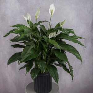 Peace Lily Spathiphyllum Plant (8 Inches)