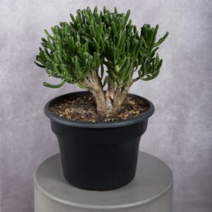 Jade Green Gollum Plant (10 Inches)