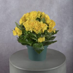 Begonia Yellow Plant (6 Inches)