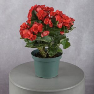 Begonia Red Plant (6 Inches)