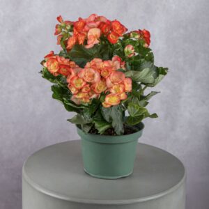 Begonia Orange Plant (6 Inches)