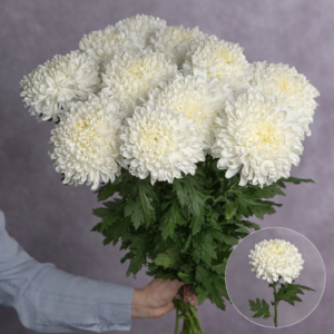Chrysanthemum Commercial White 3 stems per bunch