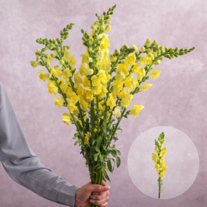 Snapdragons Yellow 10 stems per bunch