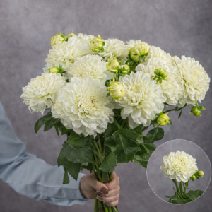 Dahlias White 5 stems per bunch