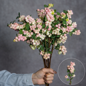 Snowberries Light Pink Short 10 stems per bunch