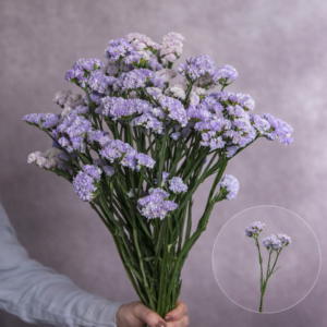 Statice Light Blue 10 stems per bunch