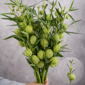 Asclepia Green Oscar Pods 5 stems per bunch