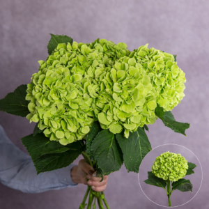Hydrangea Green Large per stem