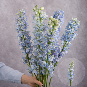 Delphinium Blue 3 Stems per bunch