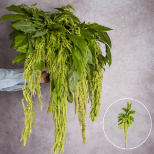 Amaranthus Green Hanging 5 stems per bunch
