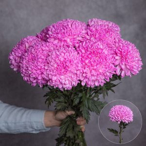 Chrysanthemum Commercial Pink 3 stems per bunch