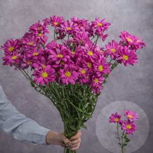 Chrysanthemums Hot Pink Daisies (Yellow Center) 5 stems per bunch