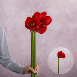 Amaryllis Red 2 stems per bunch