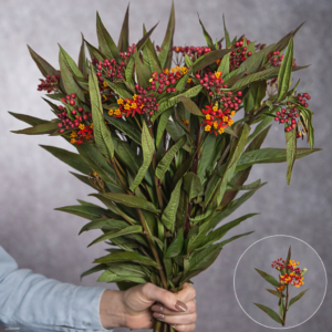 Asclepia Red 10 stems per bunch