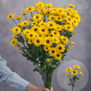 Chrysanthemums Yellow Daisies (Black Center) 5 stems per bunch