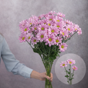 Chrysanthemums Light Pink Daisies Mini 5 stems per bunch