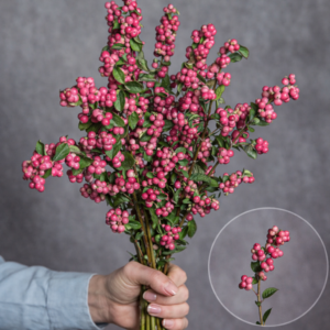 Snowberries Hot Pink Short 10 stems per bunch