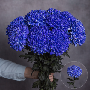 Chrysanthemum Commercial Purple 3 stems per bunch