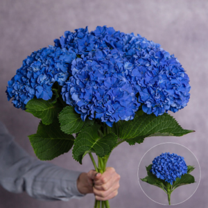 Hydrangea Dark Blue Large per stem