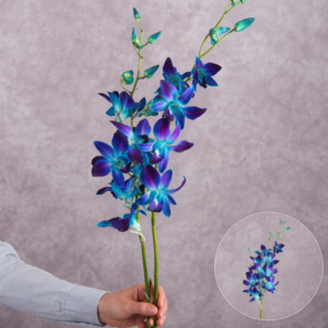 Dendrobium Orchids Blue 2 stems per bunch