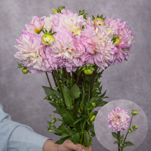 Dahlias Pink 5 stems per bunch