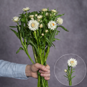 Strawflower White 10 stems per bunch