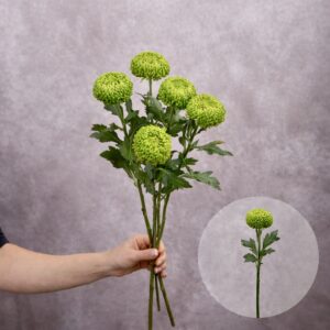 Bombellini Green (Chrysanthemums) 5 stems per bunch