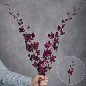 Dendrobium Orchids Black 2 stems per bunch
