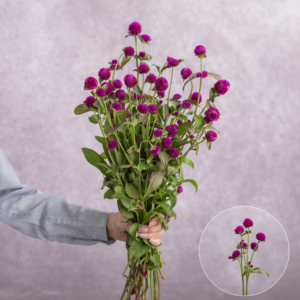 Gomphrena Purple sold by the bunch
