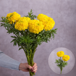 Marigolds Yellow 10 stems per bunch