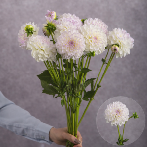 Dahlias Lavender/White 5 stems per bunch