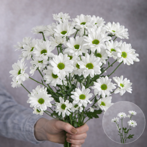 Chrysanthemums White Daisies (Green Center) 5 stems per bunch