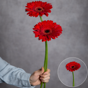 Gerbera Red (Black Center) 2 stems per bunch