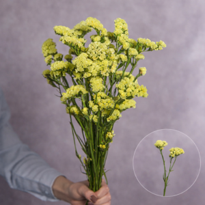 Statice Yellow 10 stems per bunch