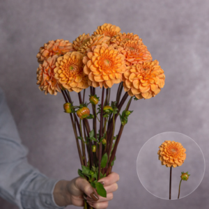 Dahlias Orange 5 stems per bunch