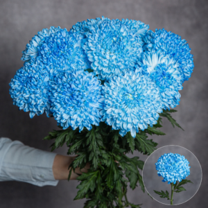 Chrysanthemum Commercial Light Blue 3 stems per bunch