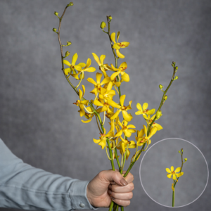 Aranela Orchid Yellow 2 stems per bunch