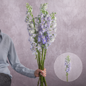 Delphinium Lavender 3 stems per bunch