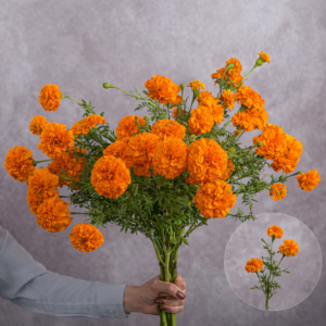 Marigolds Orange 10 stems per bunch