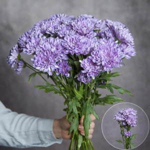 Chrysanthemums Blue Flat 5 stems per bunch