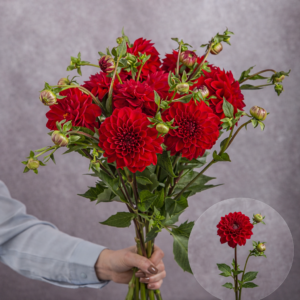 Dahlias Red 5 stems per bunch
