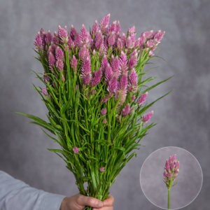 Celosia Pink Spray 10 stems per bunch