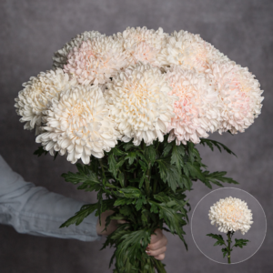 Chrysanthemum Commercial Light Pink 3 stems per bunch
