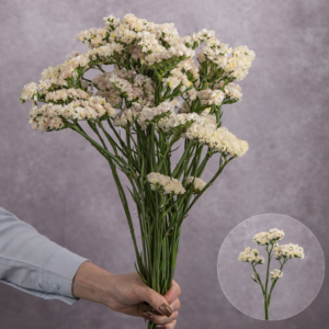 Statice Blush 10 stems per bunch